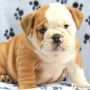 Anakan anjing bulldog