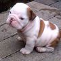 Anakan anjing bulldog