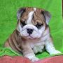 Anakan anjing bulldog