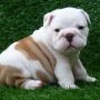 Anakan anjing bulldog