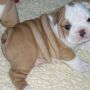 Anakan anjing bulldog