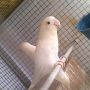 LOVE BIRD ALBINO MATA MERAH  (DEDE BF)