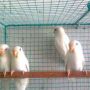 LOVE BIRD ALBINO MATA MERAH  (DEDE BF)