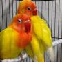 LOVE BIRD LUTINO MATA MERAH (Dede Bird Farm)