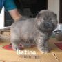 Jual Anakan Anjing Chow Chow