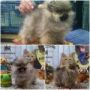 Jual Puppies Mini & Super Mini Chihuahua (Import Bloodline - Good Quality) Lucu + Gemesin