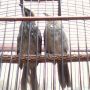 Burung Cucak Rowo/Rawa Suara Ropel Volume Tembus