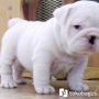 anakan anjing bulldog