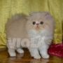 Kucing Persia Peaknose Penurut Banget