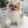 Anjing Mini Pom