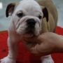 Anjing English Bulldog