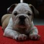 Anjing English Bulldog