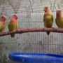 lovebird pastel kuning (BERPASANGAN)