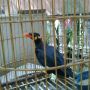 burung beo