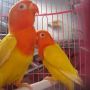 lovebird pastel kuning (BERPASANGAN)