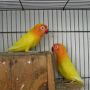 lovebird pastel kuning (BERPASANGAN)