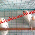 LOVE BIRD ALBINO MATA MERAH