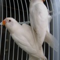 LOVE BIRD ALBINO MATA MERAH