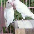 LOVE BIRD ALBINO MATA MERAH