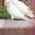 LOVE BIRD ALBINO MATA MERAH