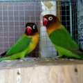 Burung Love Bird Dakocan Hijau (Sepasang)