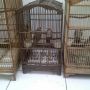 jual burung cucak rowo siap peroduksi