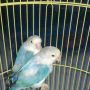 Lovebird Blorok Biru (082328824555)