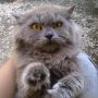 kucing persia medium