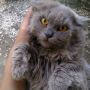 kucing persia medium