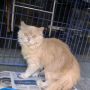 kucing persia medium