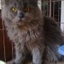 kucing persia medium