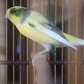 di jual burung (KENARI F1/YSR IMPOR MAUPUNG LOKAL)