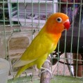 DI JUAL BURUNG LOVE BIRD PASTEL KUNING