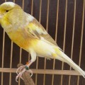 di jual burung (KENARI F1/YSR IMPOR MAUPUNG LOKAL)