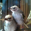 di jual burung cucak rowo ropel full gacor