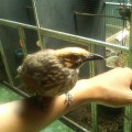 di jual burung cucak rowo ropel full gacor