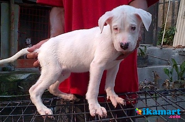 39++ Anjing teril dijual information