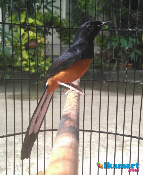 26++ Foto burung murai medan ekor panjang terbaru