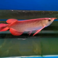 Ikan Arwana Super Red Ukuran 13 Cm + Sertifikat
