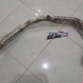 Header Knalpot CBR 250RR