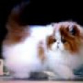 Kucing Persia Peaknose