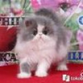 Kucing Persia Peaknose