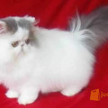 Kucing Persia Peaknose