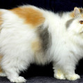 Kucing Persia Peaknose