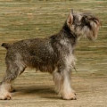 Anjing Miniature Schnauzer