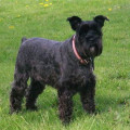 Anjing Miniature Schnauzer