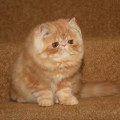 Kucing Persia Peaknose pesek