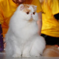 Kucing Persia Peaknose pesek