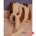 Dijual English Bulldog