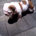 Anakan English Bulldog